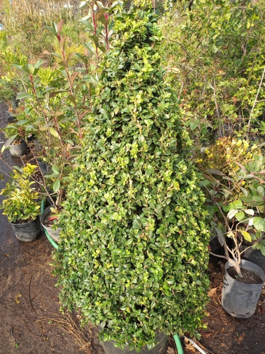 Buxus Topiario, Arbolito Topiario, Buxus Cono 20lts