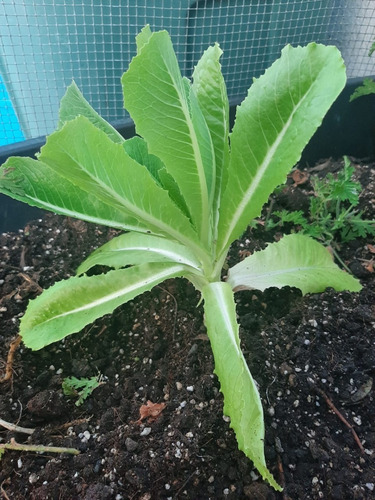100 Gramos De Semilla Lechuga Orejona Variedad Parris Island
