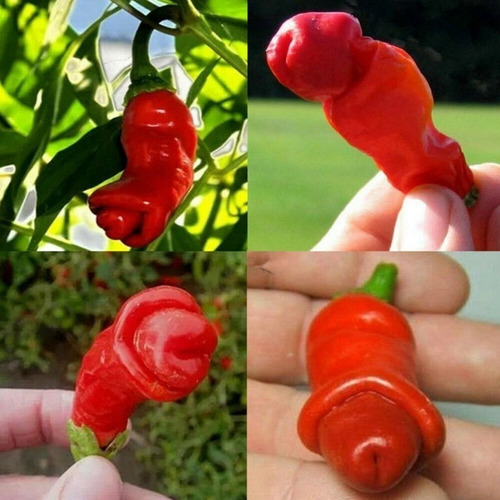 150 Semillas De Chile Penis