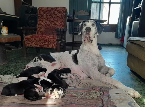 Cachorros Gran Danes Linea Europea Únicos!! Con Pedigree Kcu Negro