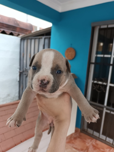 Imagen 7 de 9 de American Bully Pockets Con Pedigree