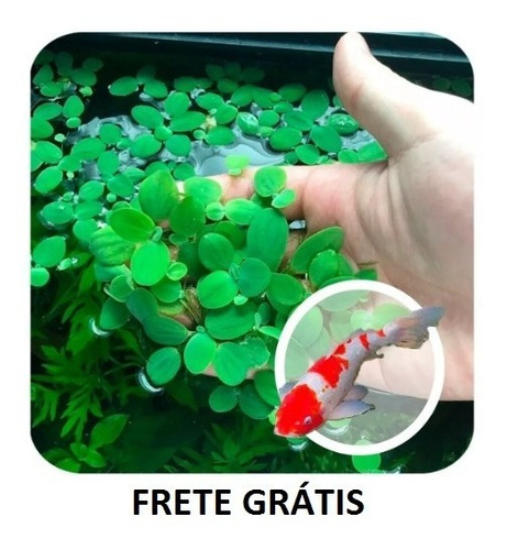 Kit 20 Alface Dágua (pequena) Pistia Stratiotes Frete Grátis