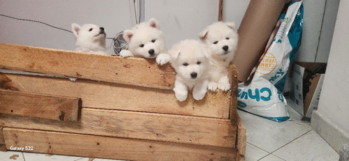 Hermosos Cachorros Samoyedo 