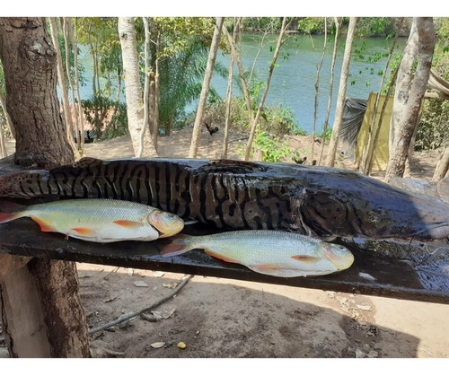 Pesqueiro Na Região Do Manso
