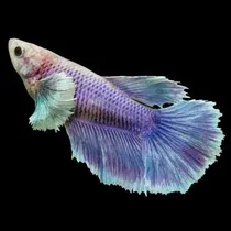 Comprar Betta Femea Dumbo 5 Unidades