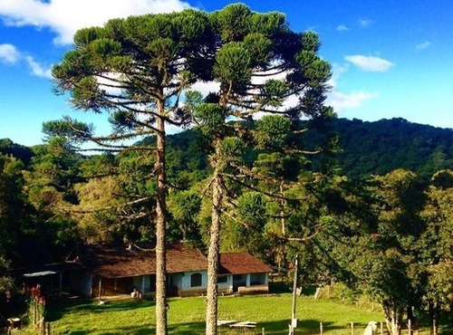 Imagem 1 de 6 de Sitio - St00014 - 69494756