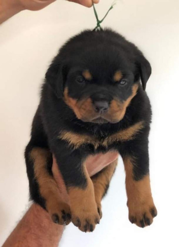 Filhotes De Rottweiler