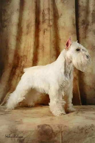 Schnauzer Mini Hijo De Konnor Eugenia Giao Misminischnauzers