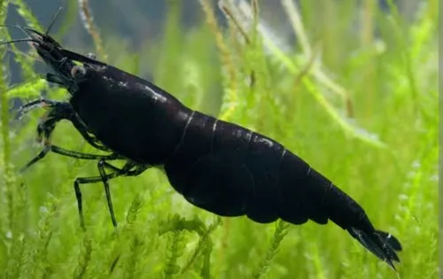 comprar Camarão Neocaridina Black Sakura Pact 5 Unidades