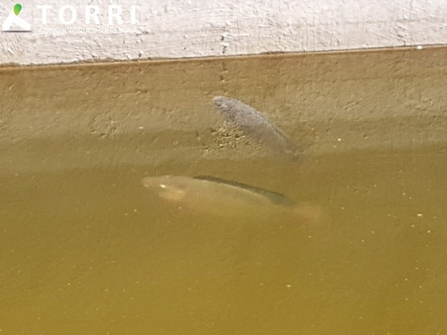Imagem 16 de 16 de Chácara À Venda Em Salto De Pirapora - Ch00355 - 69268161