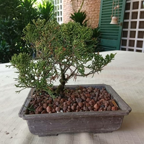 Bonsai Y Pre-bonsai