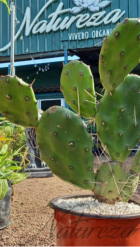 Tuna, Cactus, Gran Tamaño