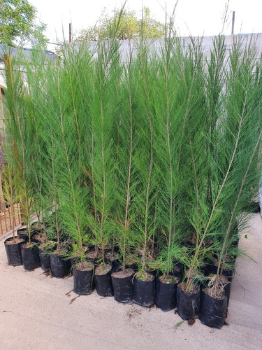 Casuarinas Ideal Para Cerco.