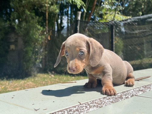 Cachorra Teckel Isabella  Bogotá, Cali, Medellin Animalpets