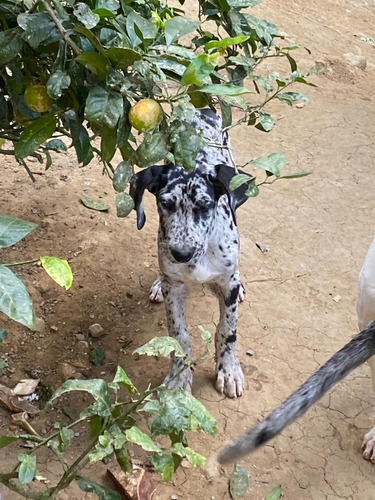 Dogue Alemão Merle Arlequim E Boston Lindíssimos