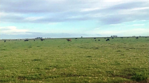 Campo En Venta En Carlos Tejdor, Colonia Sere