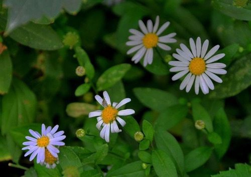 Muda Aster Indicus - Perene Branca