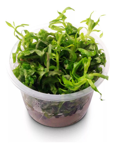 Planta Aquaplante Heteranthera Zosterifolia