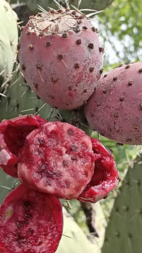 30 Semillas Nopal Tuna Roja, 3 Variedades (10 C/u), Nv