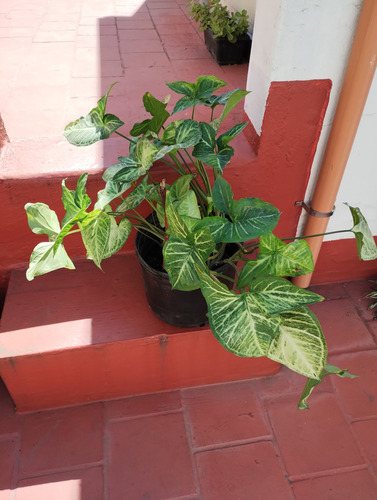 Syngonium Podophyllum Grande