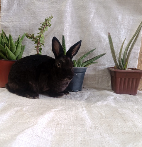 Conejos Enanos Mini Rex