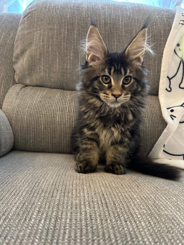 Gatos Maine Coon Rusos