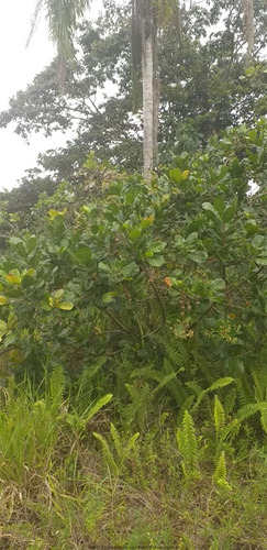 Imagem 4 de 20 de Chácaras Na Praia À Venda Em Itanhaem/sp - Compre O Seu Chácaras Na Praia Aqui! - 1453536