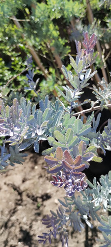 Árbol Acacia Vayleriana Rubra