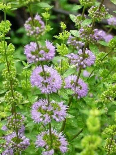 Planta De Menta Poleo ( Mentha Pulegium)medicin-aromat-ornam