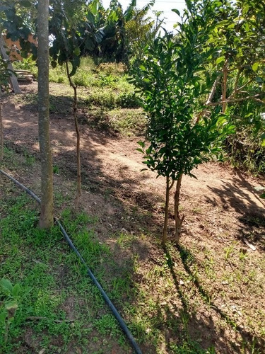 Imagem 3 de 4 de Em Parque Olimpico - Mogi Das Cruzes - 3023