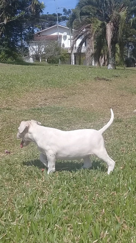Dogo Argentino 100% Funcional.
