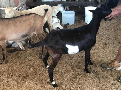 Cabras Lecheras Mestizas De Alpino Y Saanen