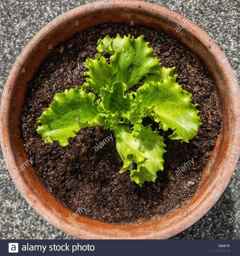 100 Semillas Orgánicas De Lechuga Batavia + Kit Germinación