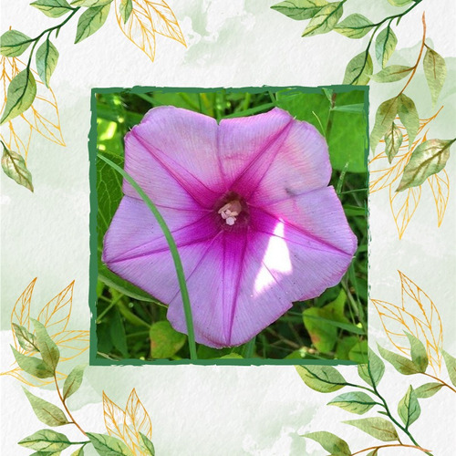 30 Semillas Flor Ipomoea Tricolor