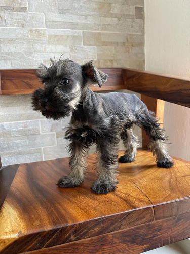 Schnauzer Miniatura Excelente Calidad