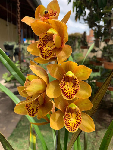 Orquídea Cymbidium Grande Adulta Já Florindo P/ Presente !!! | Parcelamento  sem juros
