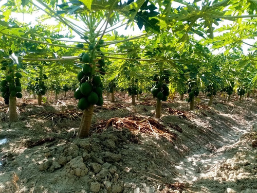 Imagen 5 de 12 de Terreno En Venta Provincia Jaén