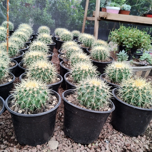 Echinocactus Grusonii Cactus Erizo Asiento De Suegra
