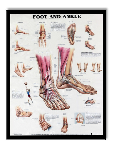 Poster Anatomico De Cuerpo Humano 60 X 80 Cm Diseno De Ana Mercado Libre