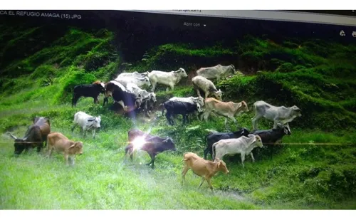 Finca En Vender En Dabeiba