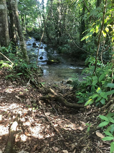 Terreno De 190 Hectáreas Cerca De Palenque