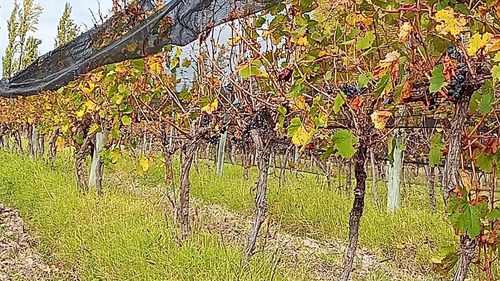 Imagen 12 de 18 de Venta - Finca - Las Paredes, San Rafael