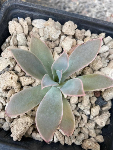 Imagen 3 de 5 de Echeveria Cante - Planta Desde Semilla No Cactus