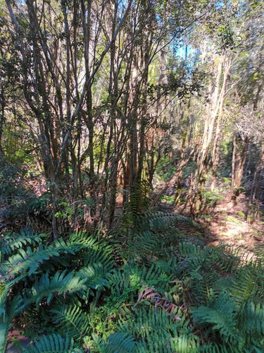 Campo De 16 Hectáreas En Chiloé