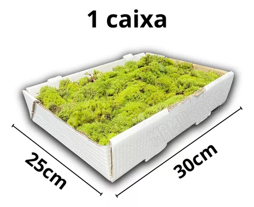 Musgo natural vivo CAJA para terrario, paludario, orquideas, carnivora