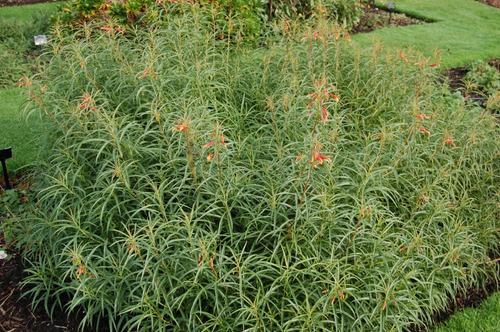 Lobelia Laxiflora - Semillas