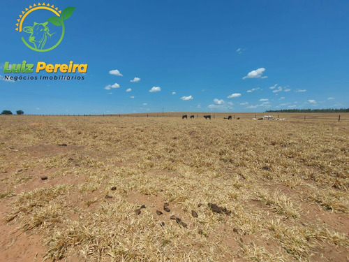 Imagem 4 de 14 de Fazenda À Venda Em Tupiratins - To -n 1.728 Hectares (dupla Aptidão) - 2058