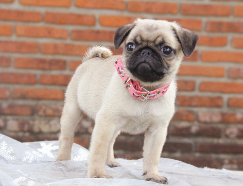 Pug Carlino Hembra