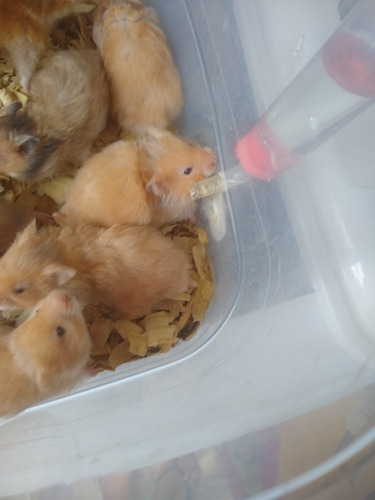 Hamster Sírio Angorá