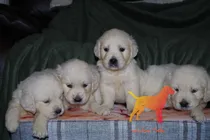 Comprar Cachorros Golden Retriever Acercate, Si No Podes Te Enviamos